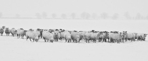 100% Merino Wool Fabric