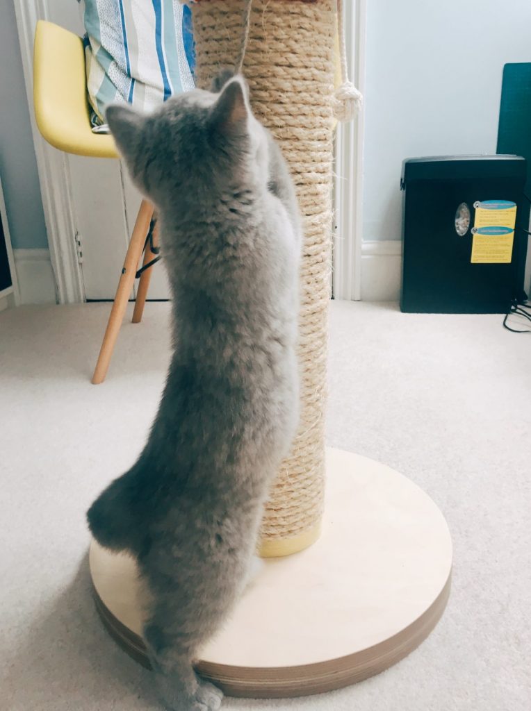 Kitten playing with Eco-friendly Cat Toys