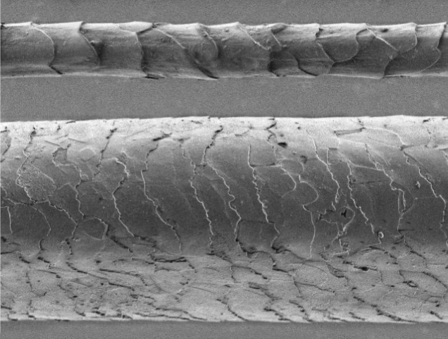 A merino wool fibre compared to a human hair