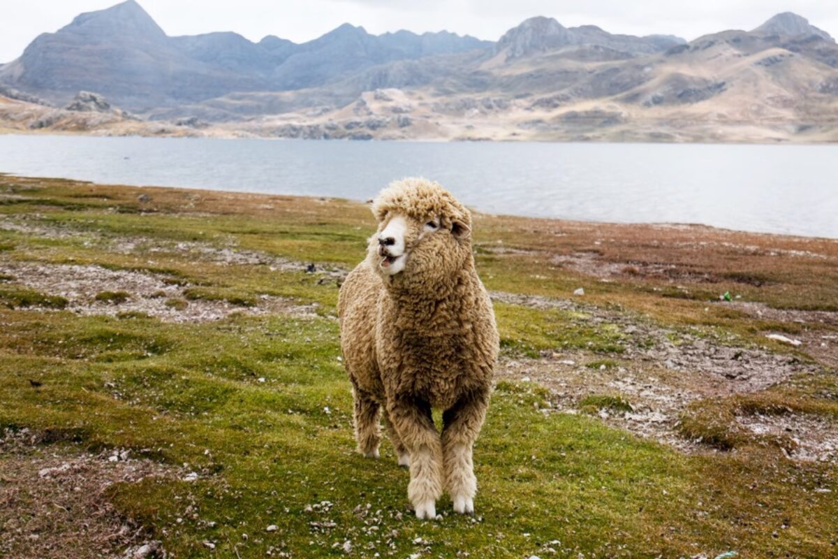 Merino Wool - What is it? Why so Expensive? · Baize And Wool Fabrics